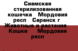 Сиамская стерилизованная кошечка - Мордовия респ., Саранск г. Животные и растения » Кошки   . Мордовия респ.